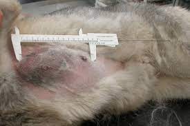 The warning signs of cancer in dogs are very similar to that in people. Genetic Studies Of Mammary Tumours Breast Cancer In Dogs