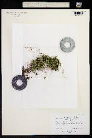 Image result for Selaginella lewalleana