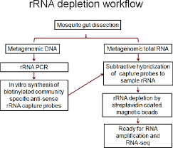 flow chart showing the procedural steps of metagenomic dna