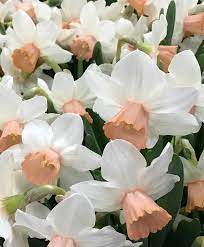 Narcissus Iwona Beautiful Flowers Narcissus Flower Narcissus