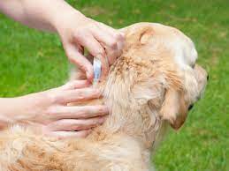 Get rid of a flea infestation by having a veterinarian treat any pets for fleas, and then using a good precor product to fog the house and stop fleas from. What S The Best Flea Treatment For Your Dog A Thorough Review
