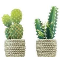 Floristik24.nl Cactussen & vetplanten