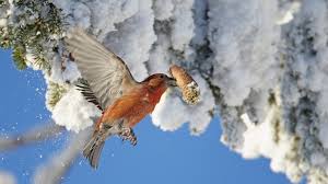 Star, amsel, sperling und blaumeise sammeln futter für ihre jungen. Stunde Der Wintervogel 2020 Wie Viele Vogel Sind Noch Da Br Wissen