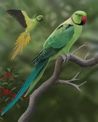 Bird Of Paradise Fly Up Your Nose Image Result For Rose Ringed Parakeet Parakeet Ring Necked Parakeet Beautiful Birds
