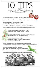 I've been performing this tomato trick for several years with great success and i'm. 10 Tips For Growing Perfect Tomatoes
