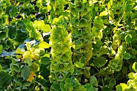 Image result for Moluccella
