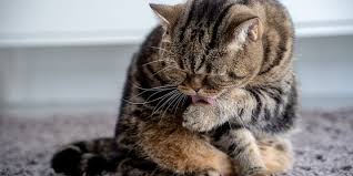 Image result for Feline Miliary Dermatitis