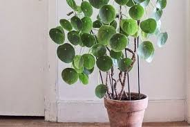 En intérieur, c'est le cas des pièces en hiver, des fenêtres au nord ou en partie occultées et quand la plante est loin de la fenêtre (+ de 2 m). Pollution Les Plantes D Interieur Sont Elles Vraiment La Solution