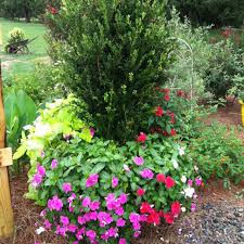 These flowers are known for their heat resistance and prefer warm best flowers for full they are one of the toughest plants that never mind the rising tropical heat and drought. Vinca Drought Tolerant Plants Plants Container Gardening Vegetables