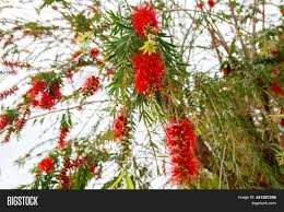 Maybe you would like to learn more about one of these? Beautiful Red Flowers Image Photo Free Trial Bigstock