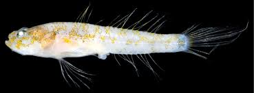 Image result for Hydrostachys insignis