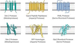 A protease (also called a peptidase or proteinase) is an enzyme that catalyzes (increases the rate of) proteolysis, the breakdown of proteins into smaller polypeptides or single amino acids. Parl Protease A Glimpse At Intramembrane Proteolysis In The Inner Mitochondrial Membrane Sciencedirect