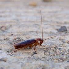 Photos At 1st Stryke Pest And Termite Control 11232 Lakeland Rd