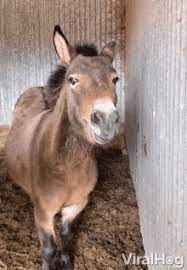 Lift your spirits with funny jokes, trending memes, entertaining gifs, inspiring stories, viral videos, and so much. Mule Gifs Tenor