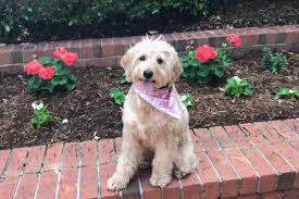 3 boys and 7 girls. How Much Does A Mini Goldendoodle Weigh Goldendoodle Advice