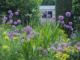 Alliums Are Good Self Seeders Plants Propagating Plants Allium Garden