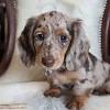 We are a small breeder of akc registered smooth coat dachshunds, located in the foothills of northern california. 1