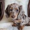 Of course, dachshund puppies for sale in pa are proud, curious and clever little dogs. Https Encrypted Tbn0 Gstatic Com Images Q Tbn And9gcrhw65ojv1k0zo6amq1pahwgpuohvafnoqfsrkg17dcbohlfsgo Usqp Cau