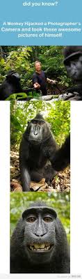 Epic Monkey Is Epic Funny Animals Cute Animals Animals
