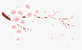 The image is png format with a clean transparent background. Cherry Blossom Flower Png Images Transparent Cherry Blossom Flower Image Download Pngitem