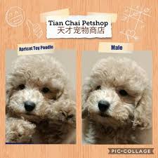 Toy Poodle Maltipoo Puppies For Sale Singapore Classifieds