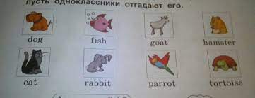 sobaka ryba kozyol homyak kot zajchik popugaj cherepaha na anglijskom slova transkripciya shkolnye znaniya com