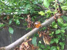 It may not be an issue, depending on the type of tree or time of year you see it. Plum Tree Leaking Sap 560598 Ask Extension
