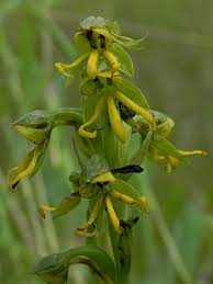 Image result for Habenaria dregeana