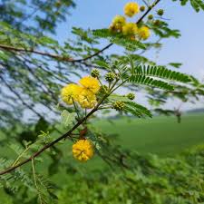 Image result for Acacia fleckii