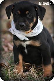 Puppies for sale in new york ny, welcome to empire puppies. Glastonbury Ct Rottweiler Labrador Retriever Mix Meet Stanley A Puppy For Adoption Rottweiler Dog Adoption Pets