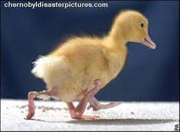 The abandoned chernobyl exclusion zone could be about to change for the first time since the since the explosion at the chernobyl nuclear power plant in 1986, an area of more than 4,000 square. Chernobyl Aftermath There Have Been Some Mutations Weird Animals Chernobyl Chernobyl Disaster