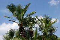 (super silver) zeldzaam 10 zaden. Besondere Hanfpalme Trachycarpus Sp Nova Gesamthohe 80 100 Cm Topf O 21cm Ebay