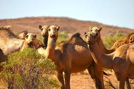 5 reasons why your dog won't drink water. 10 000 Camels To Be Killed For Drinking Too Much Water In Drought Stricken Australia The New Leam