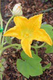 They pollinate through insects especially bees. How To Hand Pollinate Your Pumpkin Plants Gardener S Path