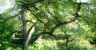 'the garden of eden snake wasn't all bad' rabbi aaron goldstein takes a controversial topic from the torah and looks at a liberal jewish response by rabbi aaron goldstein may 2, 2019, 11:17. 7 Interesting Things You May Not Have Considered About The Garden Of Eden Biblica The International Bible Society