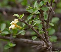 Image result for Catunaregam obovata