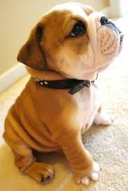 Yavru Ingiliz Bulldog Kopegi Cok Sirin Hayvanlar Hayvan Bebekler Bulldog Yavrulari