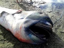 Gevsek Megamut Kopek Baligi Megamouth Shark Megamouth Shark Shark Philippines Beaches