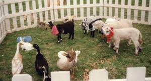 The costs vary greatly if you extend the party or add additional activities. Mobile Petting Zoo Petting Zoo Birthday Zoo Birthday Party Petting Zoo Birthday Party