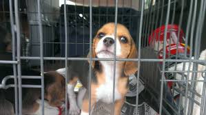 We have different types of beagles available for adoption, and foster. Beagle Angels Home Facebook