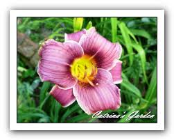 Purple hemerocallis daylily `little missy`. Daylily Little Missy Catrina S Garden