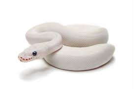 Bel Python Ball Python Beautiful Snakes Snake