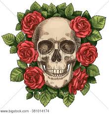 People see this as a symbol of how beauty and life can swiftly fade. Skull Roses Dead Vector Photo Free Trial Bigstock