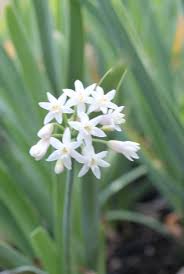 Image result for Tulbaghia fragrans