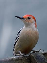 Black And White Birds In Pa Birds Of Western Pennsylvania Bird Species Birds Great Backyard Bird Count