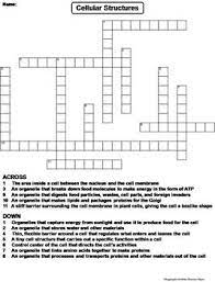 Plant And Animal Cell Organelles And Function Worksheet Crossword Puzzle