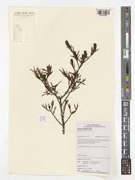 Image result for Myrothamnaceae