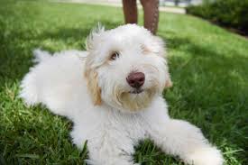 Check spelling or type a new query. Bill Would Cover Cost Of Service Dogs For Veterans With Ptsd Military Com