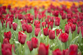 Dove trovare i campi di tulipani in olanda? Tra Milano E Bergamo Nasce Tulipania Il Campo Dove Sbocceranno 50 000 Tulipani E Narcisi Ohga