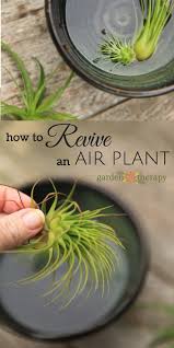 Over time, the roots will begin to grow again and can be trimmed off right at the base of the plant. How To Keep Air Plants Alive And Healthy They Might Even Bloom Garden Therapy